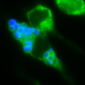 Image of two immune cells strained green