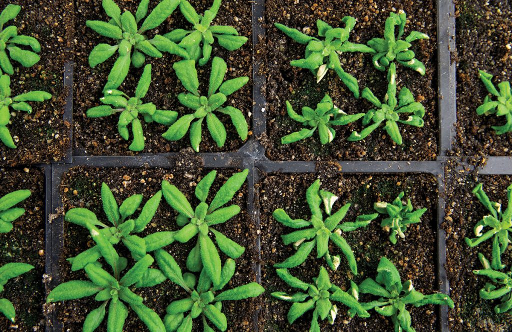 Plants in Biotech Center