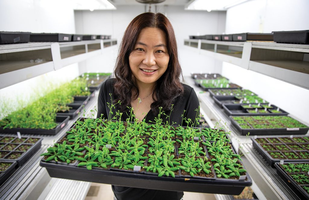 Xuehua Zhong, associate professor of genetics, holding plants