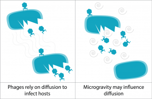 Phage-bacteria interaction illustration.